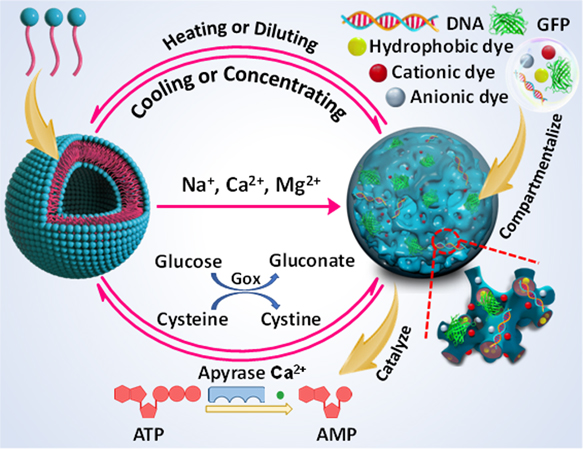 A Multiresponsive Transformation between Surfactant-Based Coacervates ...