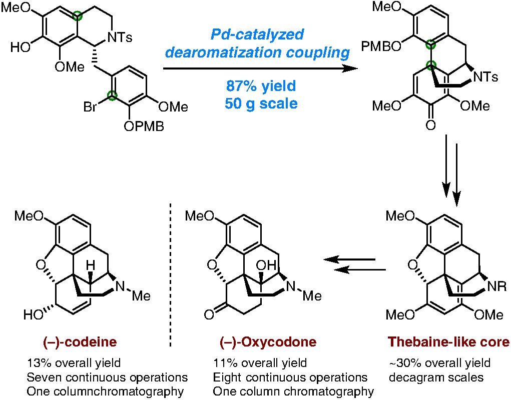 Bioinspired Scalable Total Synthesis Of Opioids | CCS Chemistry