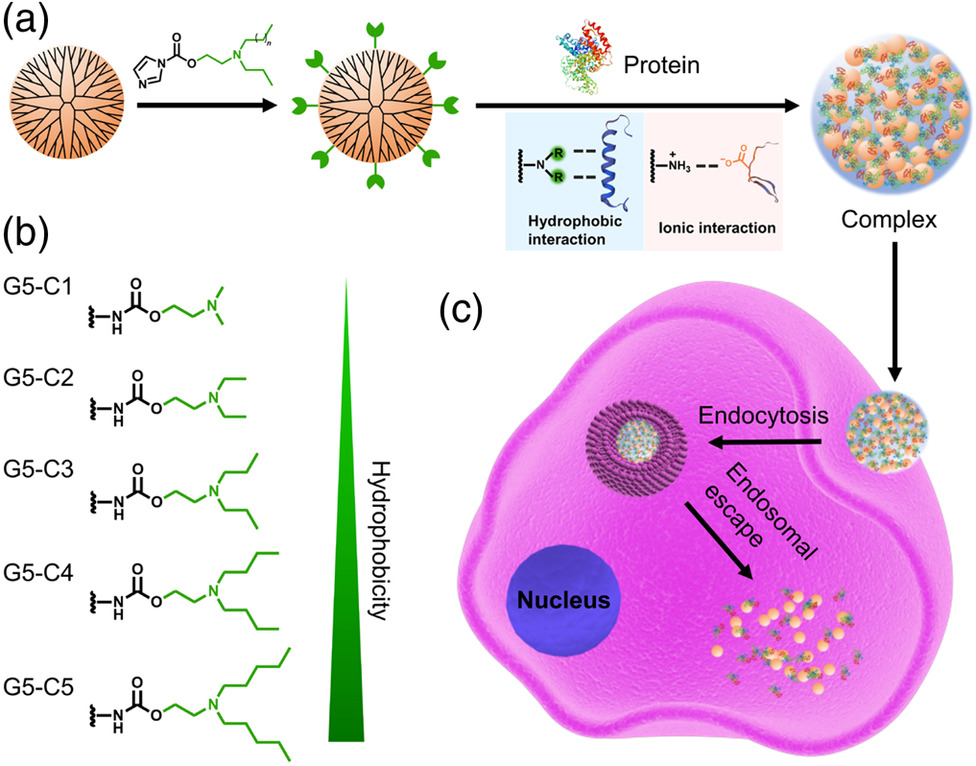 An Intracellular pH-Actuated Polymer for Robust Cytosolic Protein ...