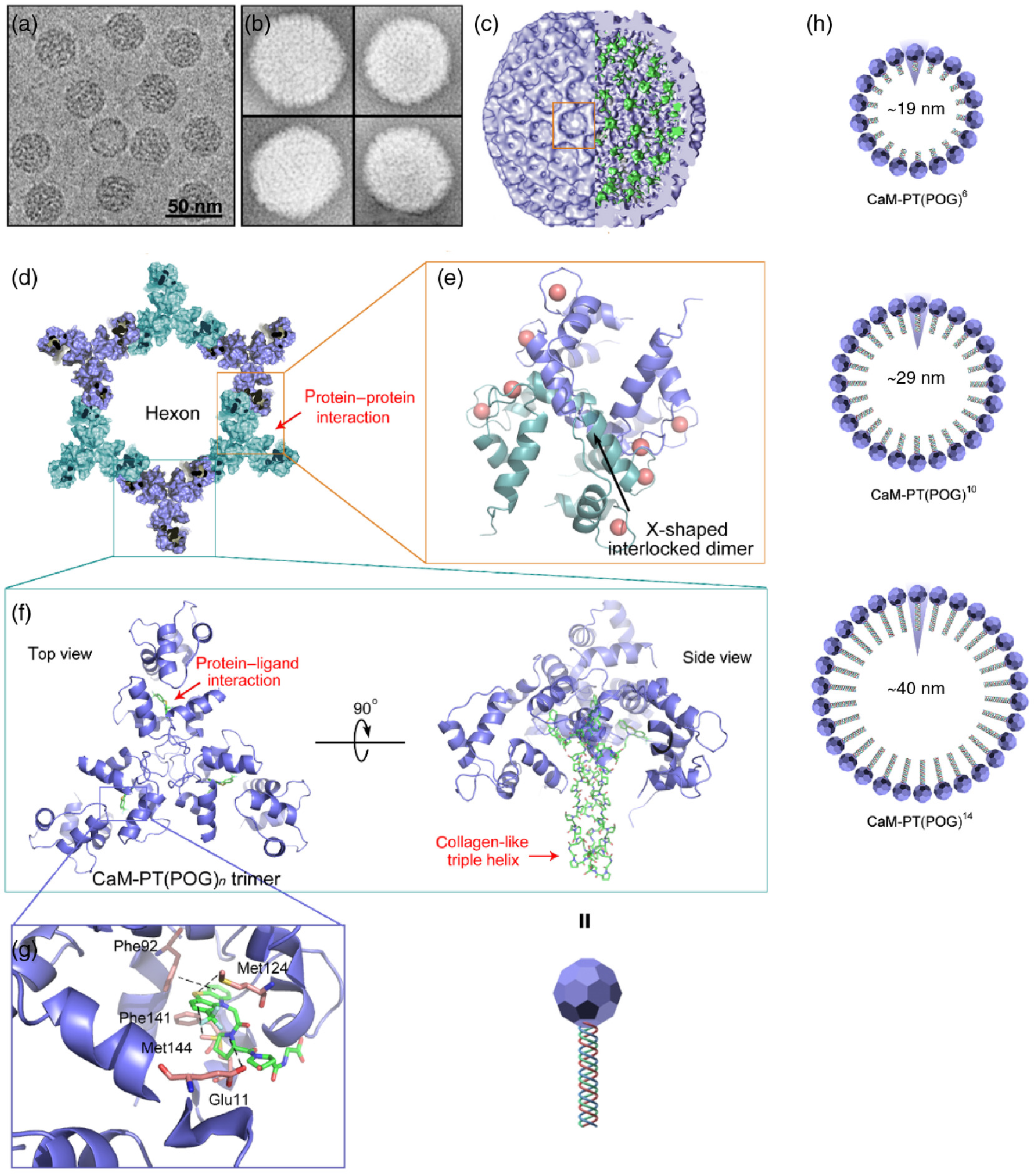 Self-Assembly Of Switchable Protein Nanocages Via Allosteric Effect ...