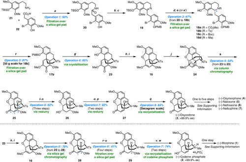 Bioinspired Scalable Total Synthesis Of Opioids | CCS Chemistry